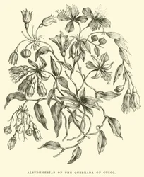 Alstroemerias of the Quebrada of Cuzco